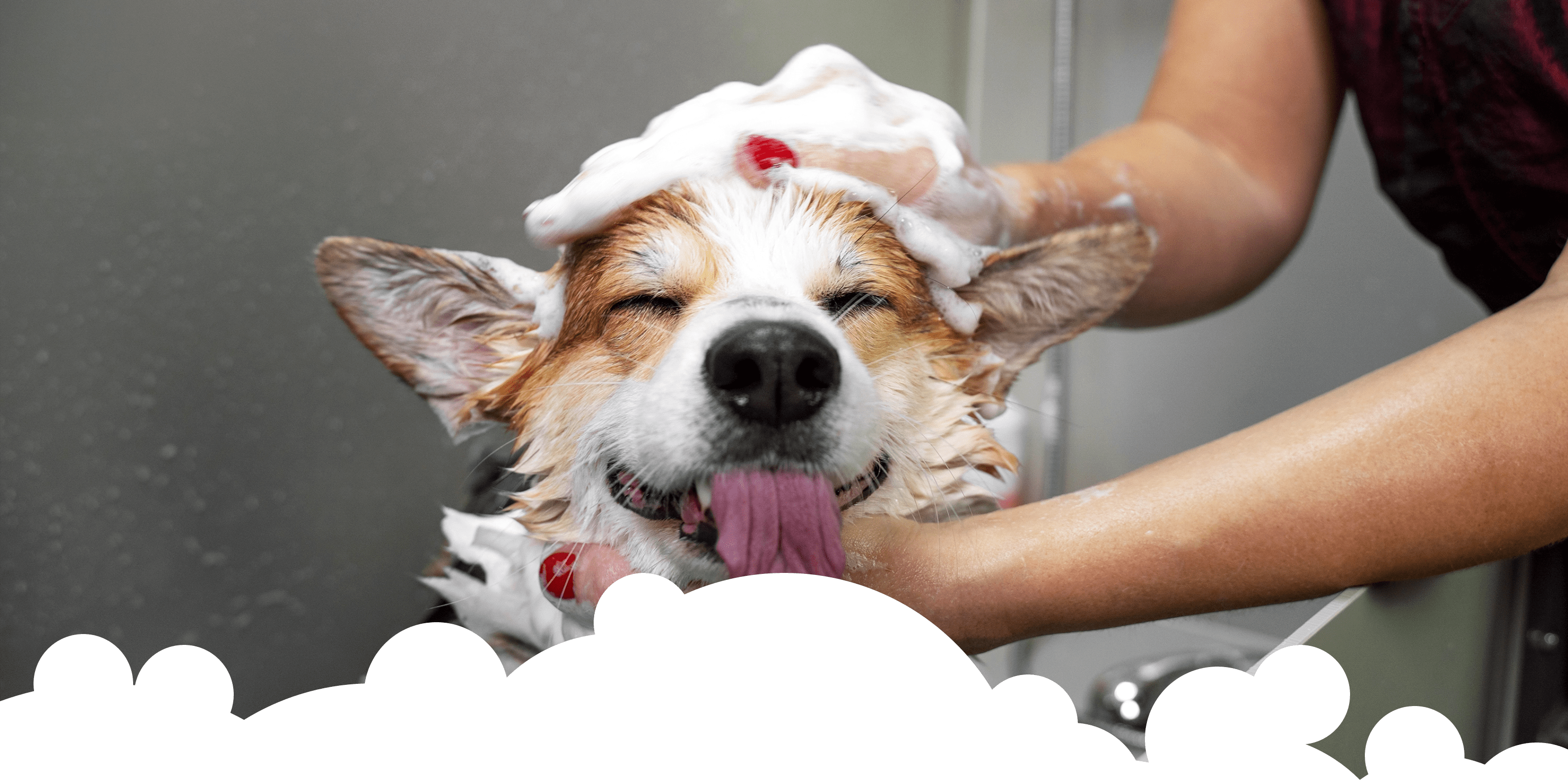 Waterdog - Bannière