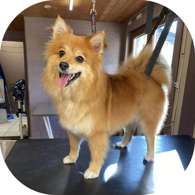 Waterdog - Wouf wouf