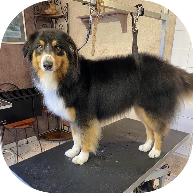 Waterdog - Wouf wouf