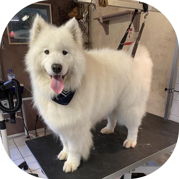 Waterdog - Wouf wouf