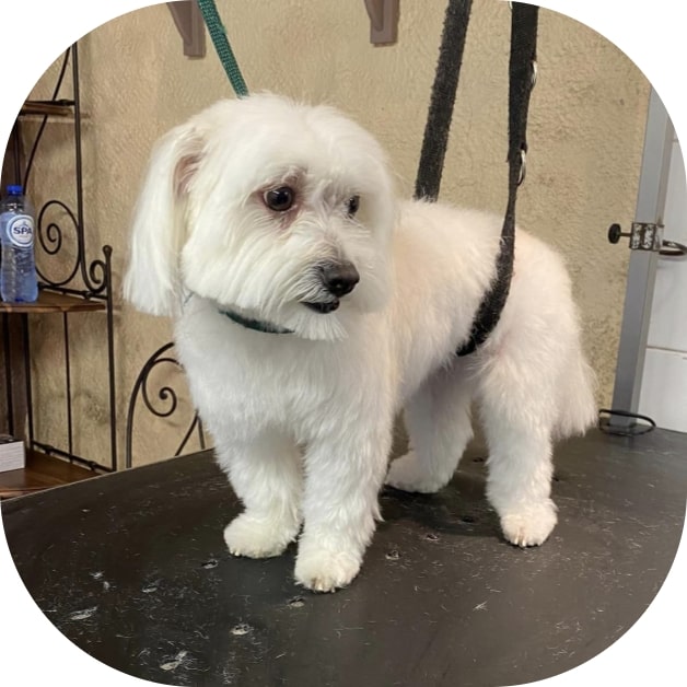 Waterdog - Wouf wouf