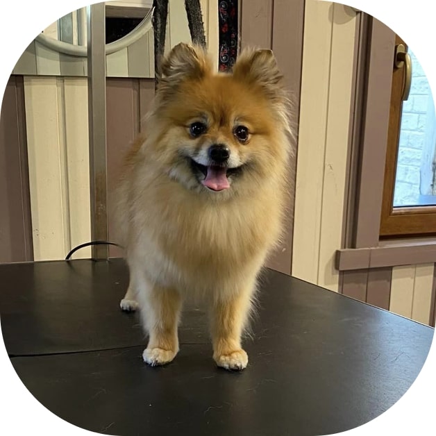 Waterdog - Wouf wouf