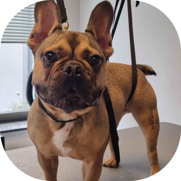 Waterdog - Wouf wouf