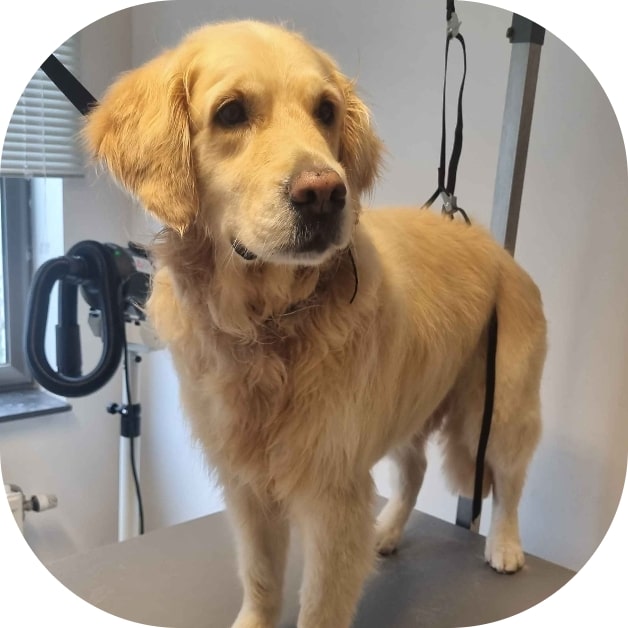 Waterdog - Wouf wouf