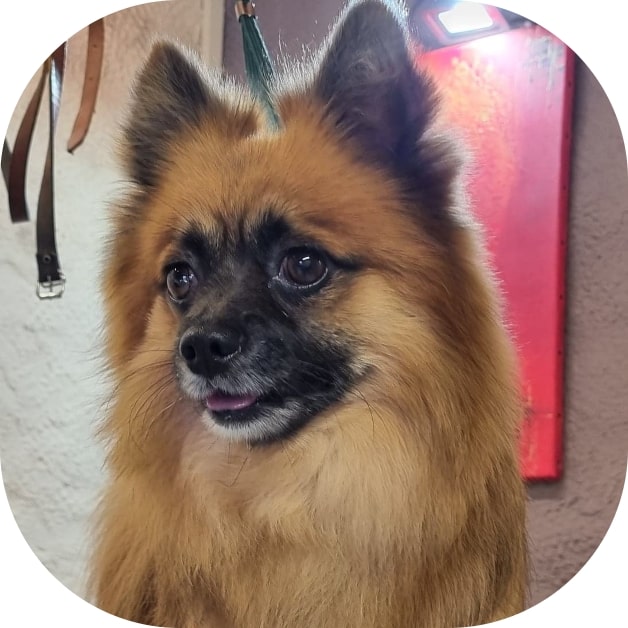 Waterdog - Wouf wouf