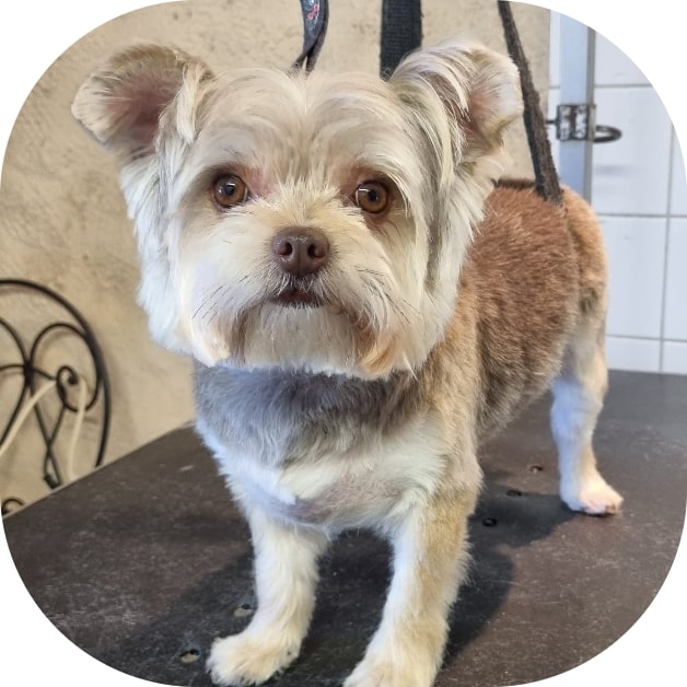 Waterdog - Wouf wouf