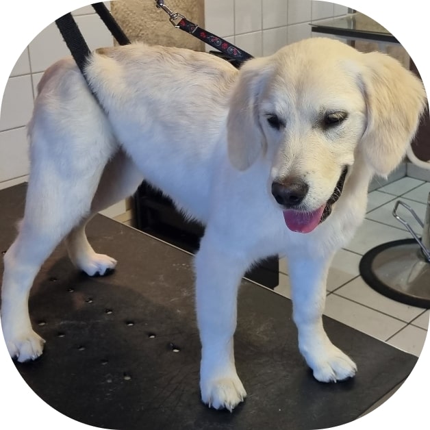 Waterdog - Wouf wouf