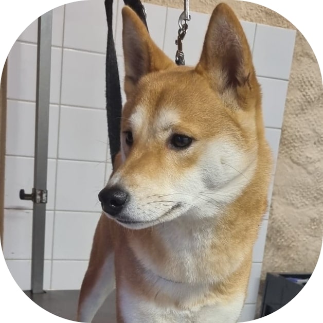 Waterdog - Wouf wouf